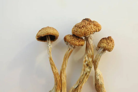 Golden Teacher Mushroom